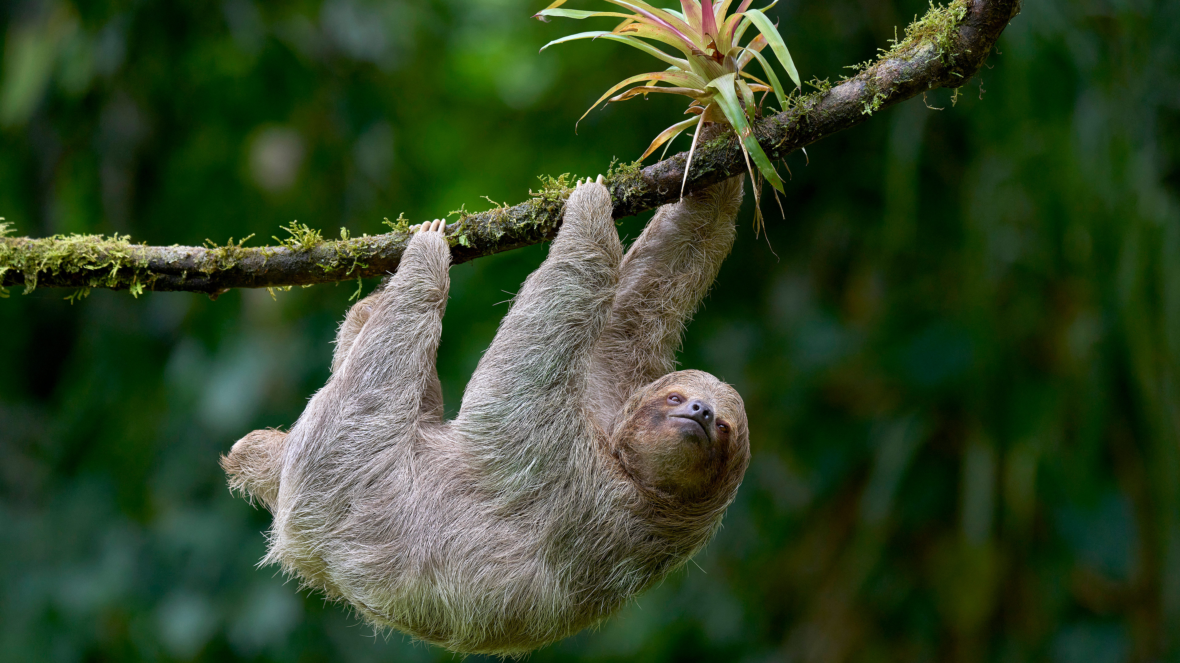 Image of an upside down monkey